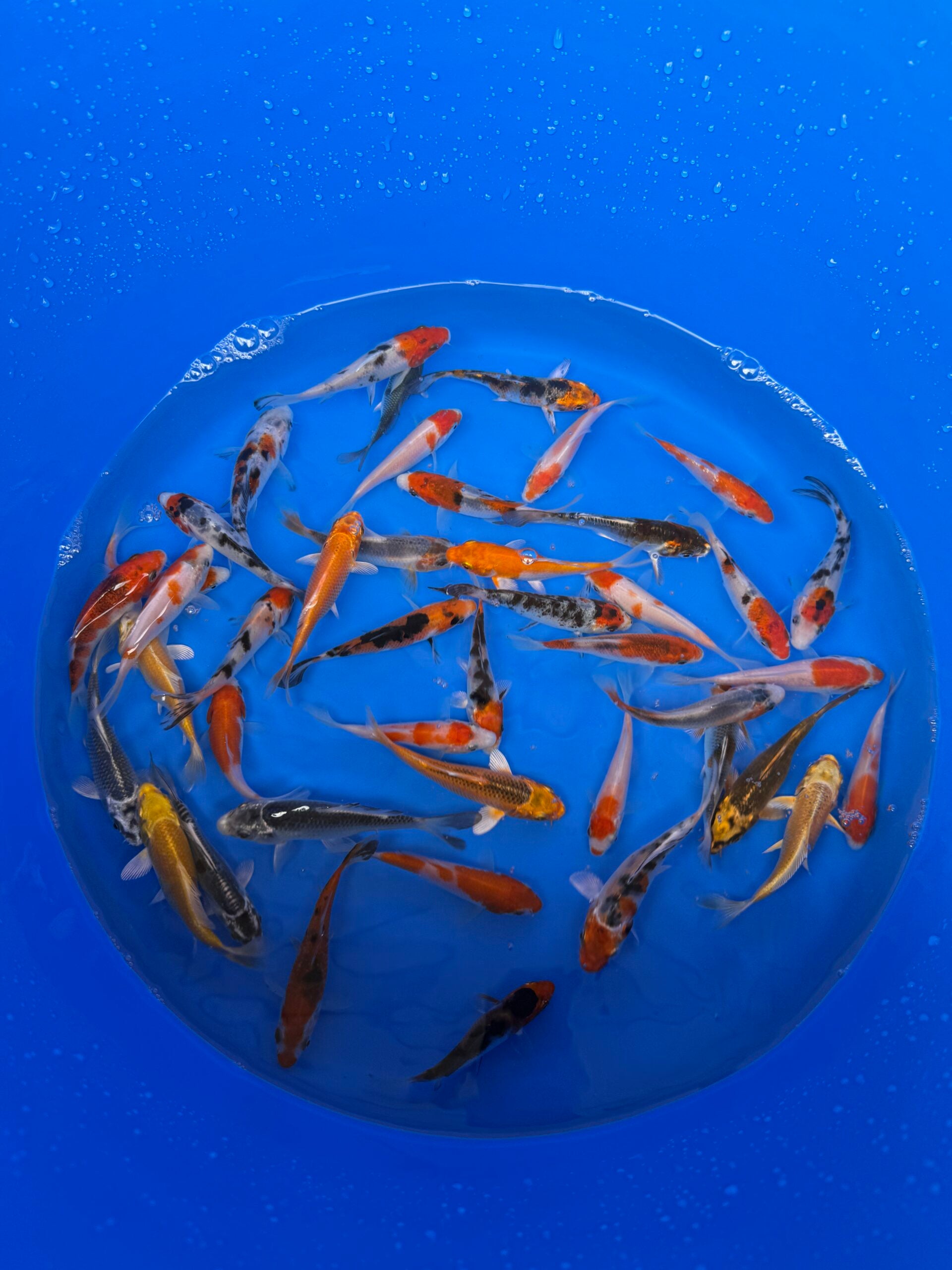 A-Koi Mix 8-10cm