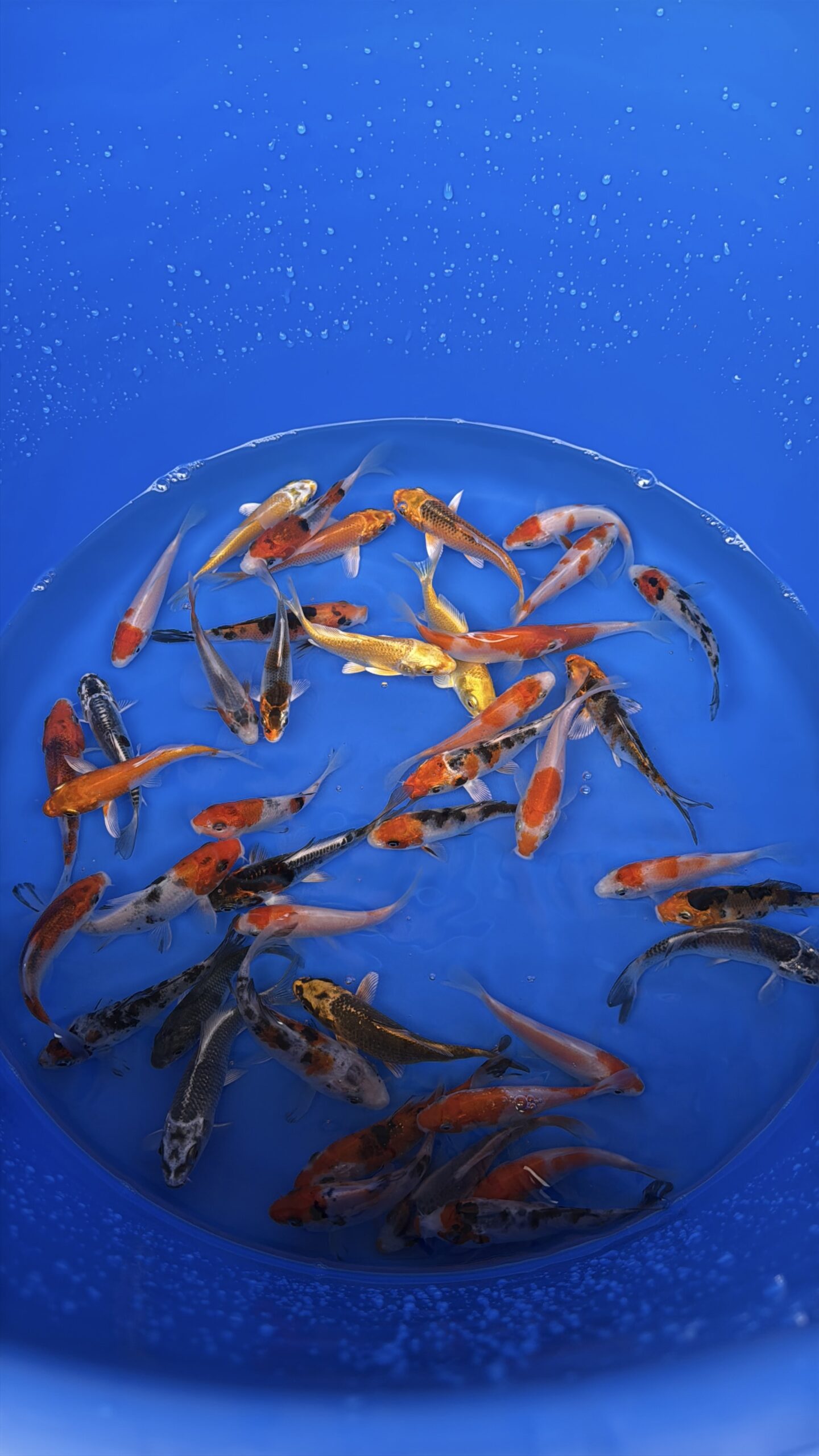 A-Koi Mix 8-10cm