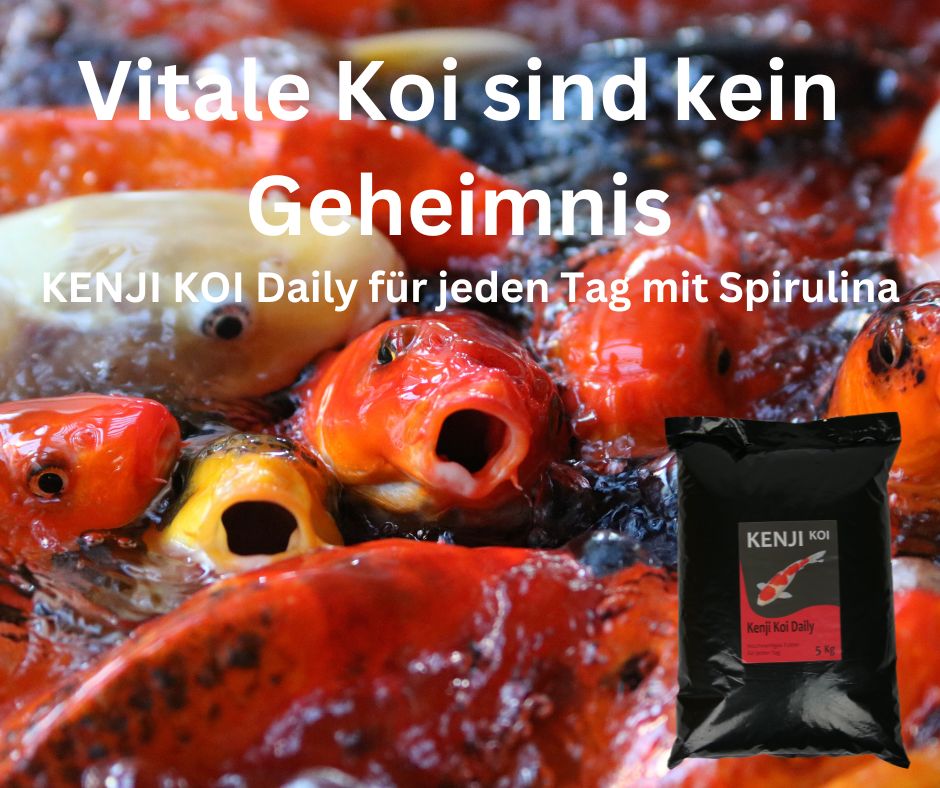 KENJI KOI Daily Food - Voor het hele seizoen 5kg