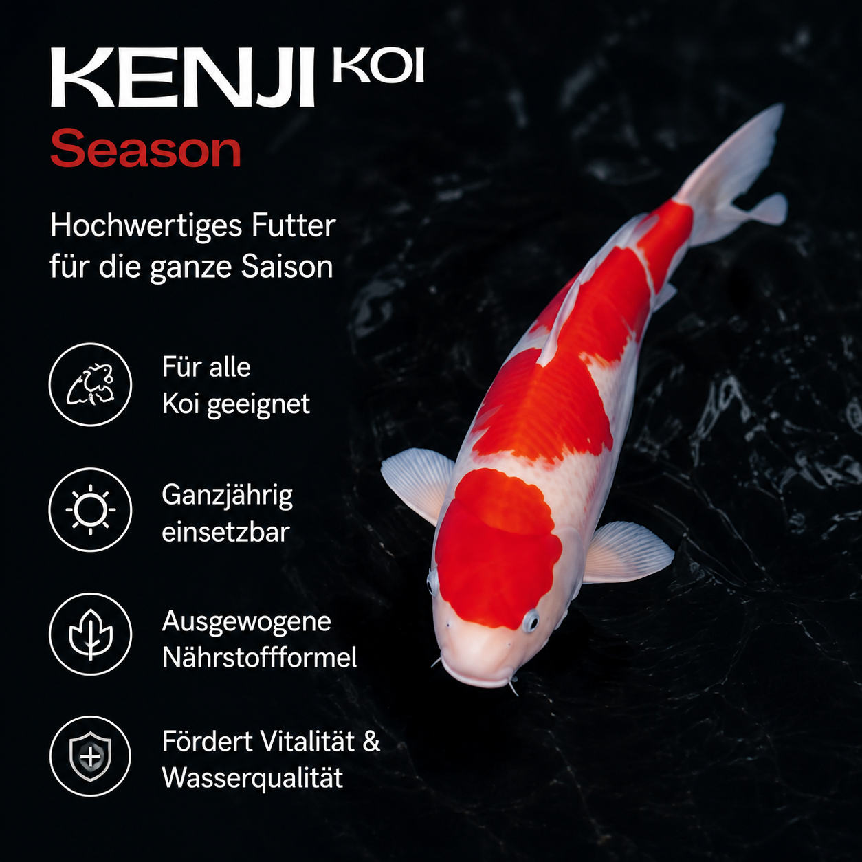 KENJI KOI Seizoen 5kg