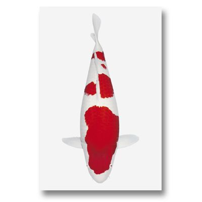 Koi Autosticker