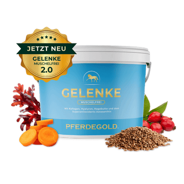 Gelenke Muschelfrei 2.0