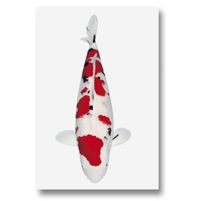 Koi Autosticker