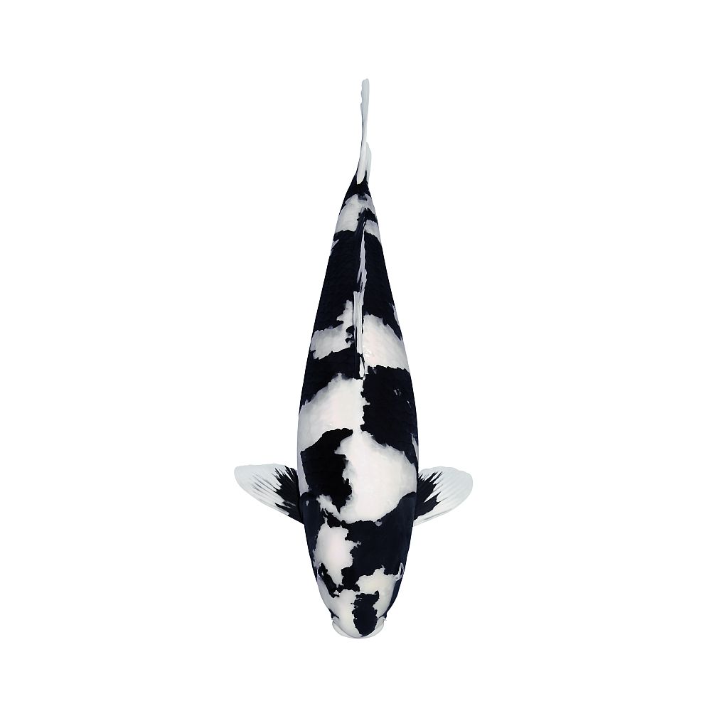 Koi Autosticker
