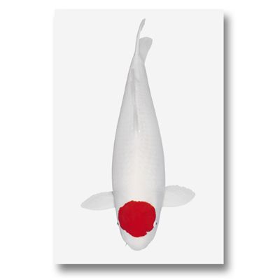 Koi Autosticker